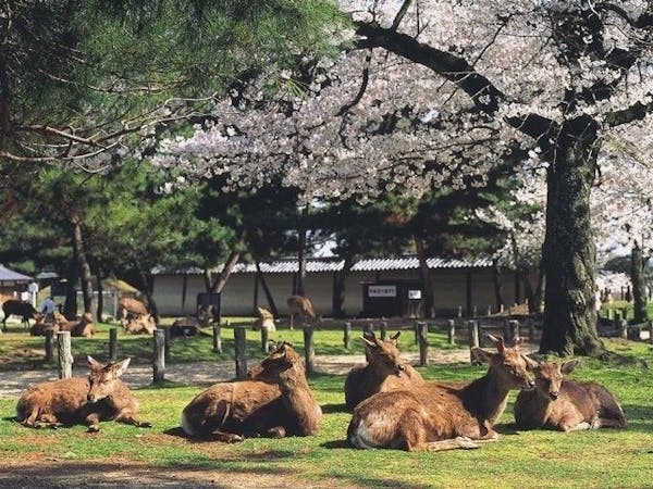奈良公園 奈良 奈良市 人気お花見スポット 一休 Comレストラン