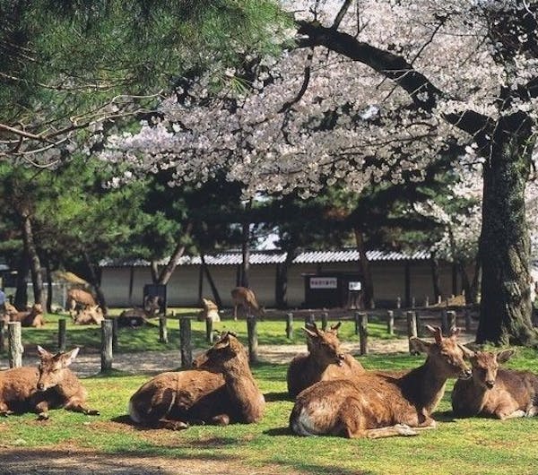 奈良公園 奈良 奈良市 人気お花見スポット 一休 Comレストラン 奈良公園 奈良 奈良市 人気お花見スポット 一休 Comレストラン