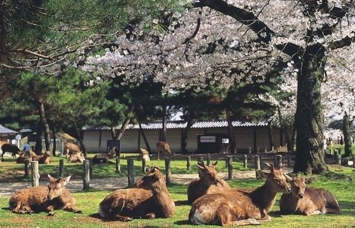 奈良市お花見21 奈良市 情緒あふれる桜景色を満喫 お花見おすすめ人気スポット30選 一休 Comレストラン 奈良市お花見21 奈良市 情緒あふれる桜景色を満喫 お花見おすすめ人気スポット30選 一休 Comレストラン