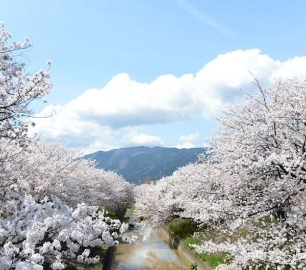 高田千本桜 奈良 桜井 橿原 明日香村 人気お花見スポット 一休 Comレストラン 高田千本桜 奈良 桜井 橿原 明日香村 人気お花見スポット 一休 Comレストラン
