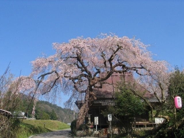 西光寺の城之山桜 奈良 宇陀 人気お花見スポット 一休 Comレストラン