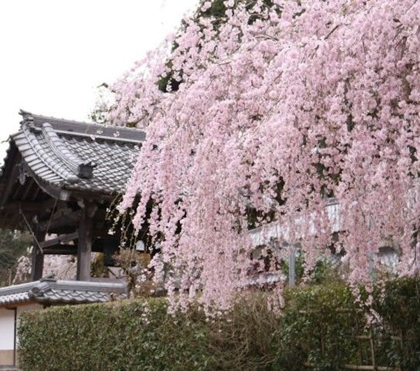 大野寺のしだれ桜 奈良 宇陀 人気お花見スポット 一休 Comレストラン 大野寺のしだれ桜 奈良 宇陀 人気お花見スポット 一休 Comレストラン