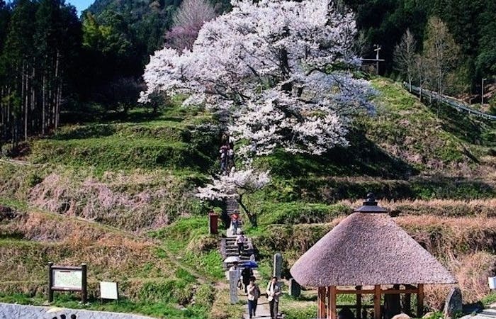 桜井 橿原 明日香村お花見21 桜井 橿原 明日香村 情緒あふれる桜景色を満喫 お花見おすすめ人気スポット21選 一休 Comレストラン 桜井 橿原 明日香村お花見21 桜井 橿原 明日香村 情緒あふれる桜景色を満喫 お花見おすすめ人気スポット21選 一休 Comレストラン