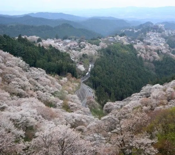吉野山 奈良 吉野 奥吉野 人気お花見スポット 一休 Comレストラン 吉野山 奈良 吉野 奥吉野 人気お花見スポット 一休 Comレストラン
