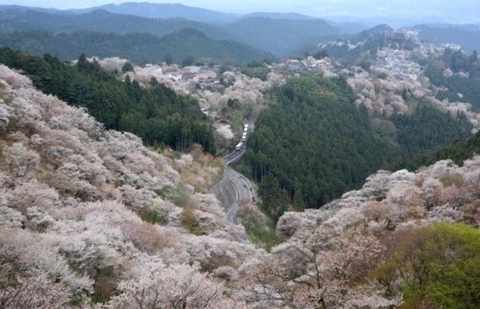 吉野 奥吉野お花見21 吉野 奥吉野 情緒あふれる桜景色を満喫 お花見おすすめ人気スポット14選 一休 Comレストラン