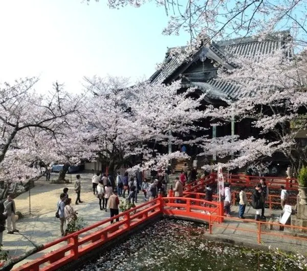 紀三井寺 和歌山 和歌山 海南 人気お花見スポット 一休 Comレストラン 紀三井寺 和歌山 和歌山 海南 人気お花見スポット 一休 Comレストラン