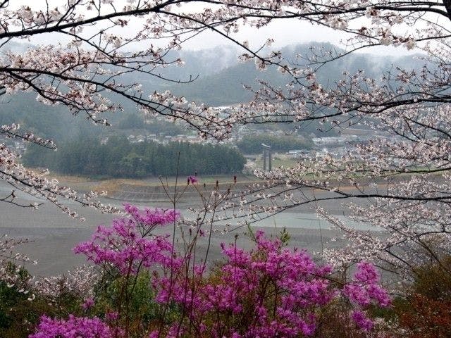 白浜お花見22 白浜 情緒あふれる桜景色を満喫 お花見おすすめ人気スポット4選 一休 Comレストラン