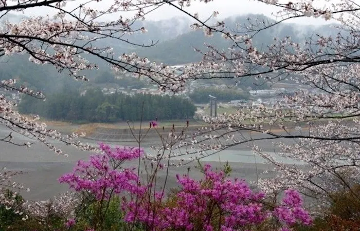 白浜お花見22 白浜 情緒あふれる桜景色を満喫 お花見おすすめ人気スポット4選 一休 Comレストラン 白浜お花見22 白浜 情緒あふれる桜景色を満喫 お花見おすすめ人気スポット4選 一休 Comレストラン