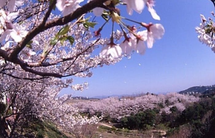 一休レストラン