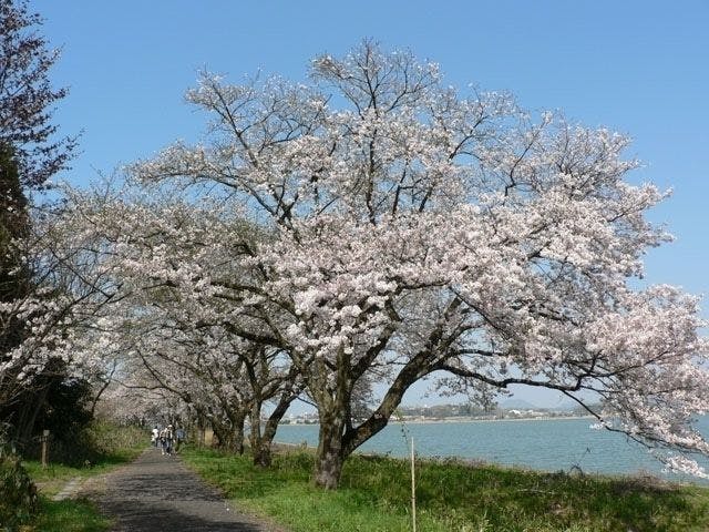 鳥取市お花見22 鳥取市 情緒あふれる桜景色を満喫 お花見おすすめ人気スポット6選 一休 Comレストラン