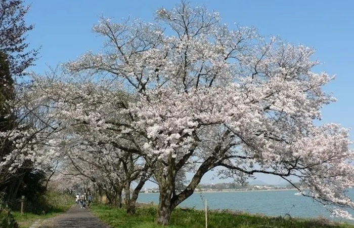 鳥取市お花見22 鳥取市 情緒あふれる桜景色を満喫 お花見おすすめ人気スポット6選 一休 Comレストラン 鳥取市お花見22 鳥取市 情緒あふれる桜景色を満喫 お花見おすすめ人気スポット6選 一休 Comレストラン