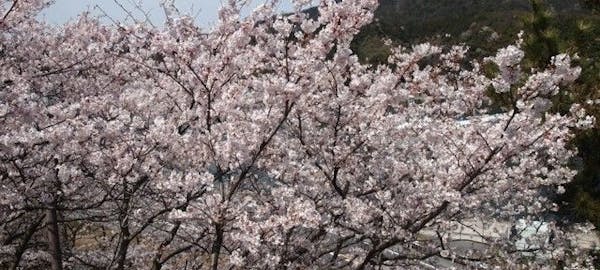 出雲お花見21 出雲 情緒あふれる桜景色を満喫 お花見おすすめ人気スポット10選 一休 Comレストラン 出雲お花見21 出雲 情緒あふれる桜景色を満喫 お花見おすすめ人気スポット10選 一休 Comレストラン