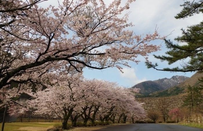 倉吉 三朝 湯梨浜お花見21 倉吉 三朝 湯梨浜 情緒あふれる桜景色を満喫 お花見おすすめ人気スポット9選 一休 Comレストラン 倉吉 三朝 湯梨浜お花見21 倉吉 三朝 湯梨浜 情緒あふれる桜景色を満喫 お花見おすすめ人気スポット9選 一休 Comレストラン