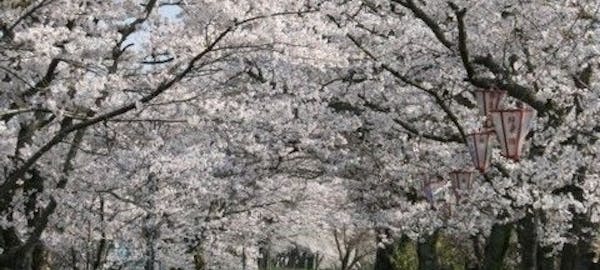 出雲お花見21 出雲 情緒あふれる桜景色を満喫 お花見おすすめ人気スポット10選 一休 Comレストラン 出雲お花見21 出雲 情緒あふれる桜景色を満喫 お花見おすすめ人気スポット10選 一休 Comレストラン