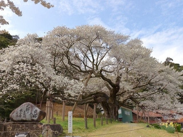安来 浜田 大田お花見22 安来 浜田 大田 情緒あふれる桜景色を満喫 お花見おすすめ人気スポット16選 一休 Comレストラン