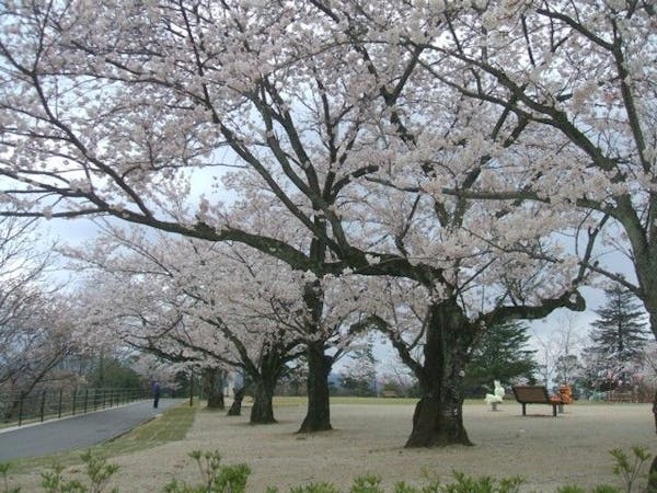 出雲お花見22 出雲 情緒あふれる桜景色を満喫 お花見おすすめ人気スポット10選 一休 Comレストラン