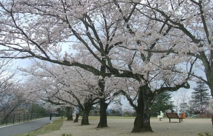 出雲お花見22 出雲 情緒あふれる桜景色を満喫 お花見おすすめ人気スポット10選 一休 Comレストラン 出雲お花見22 出雲 情緒あふれる桜景色を満喫 お花見おすすめ人気スポット10選 一休 Comレストラン