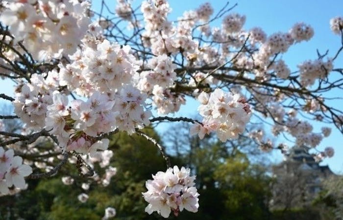 岡山市お花見22 岡山市 情緒あふれる桜景色を満喫 お花見おすすめ人気スポット11選 一休 Comレストラン 岡山市お花見22 岡山市 情緒あふれる桜景色を満喫 お花見おすすめ人気スポット11選 一休 Comレストラン