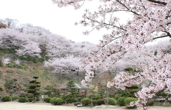 倉敷お花見21 倉敷 情緒あふれる桜景色を満喫 お花見おすすめ人気スポット13選 一休 Comレストラン 倉敷お花見21 倉敷 情緒あふれる桜景色を満喫 お花見おすすめ人気スポット13選 一休 Comレストラン