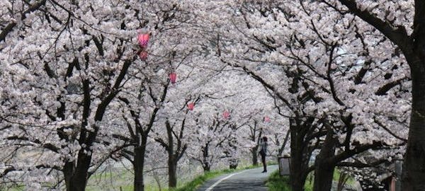 倉敷お花見21 倉敷 情緒あふれる桜景色を満喫 お花見おすすめ人気スポット13選 一休 Comレストラン 倉敷お花見21 倉敷 情緒あふれる桜景色を満喫 お花見おすすめ人気スポット13選 一休 Comレストラン