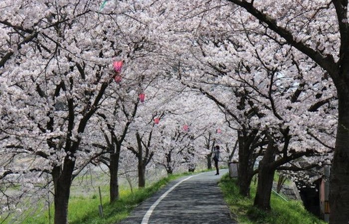 総社 井原 笠岡お花見22 総社 井原 笠岡 情緒あふれる桜景色を満喫 お花見おすすめ人気スポット8選 一休 Comレストラン 総社 井原 笠岡お花見22 総社 井原 笠岡 情緒あふれる桜景色を満喫 お花見おすすめ人気スポット8選 一休 Comレストラン