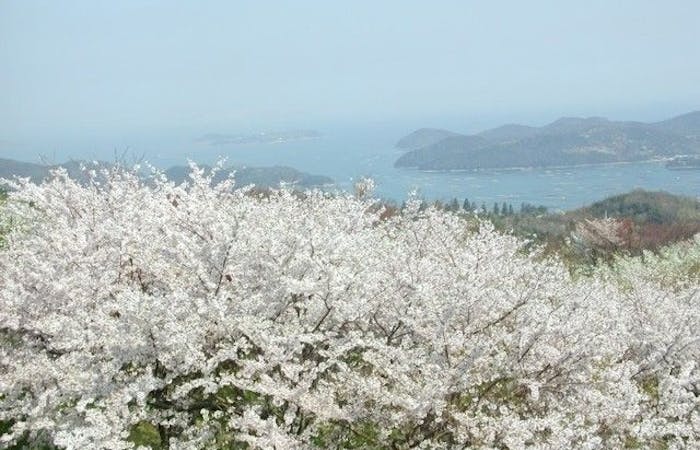 倉敷お花見21 倉敷 情緒あふれる桜景色を満喫 お花見おすすめ人気スポット13選 一休 Comレストラン 倉敷お花見21 倉敷 情緒あふれる桜景色を満喫 お花見おすすめ人気スポット13選 一休 Comレストラン
