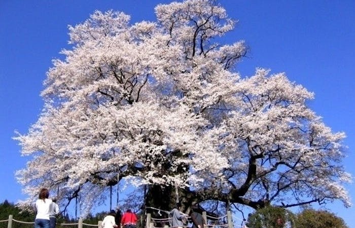 赤穂お花見21 赤穂 情緒あふれる桜景色を満喫 お花見おすすめ人気スポット7選 一休 Comレストラン 赤穂お花見21 赤穂 情緒あふれる桜景色を満喫 お花見おすすめ人気スポット7選 一休 Comレストラン