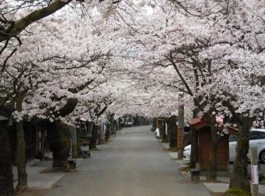 比治山公園 広島 広島市 人気お花見スポット 一休 Comレストラン 比治山公園 広島 広島市 人気お花見スポット 一休 Comレストラン