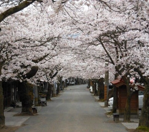 がいせん桜 岡山 真庭 人気お花見スポット 一休 Comレストラン がいせん桜 岡山 真庭 人気お花見スポット 一休 Comレストラン
