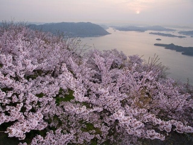 三原 竹原 東広島お花見22 三原 竹原 東広島 情緒あふれる桜景色を満喫 お花見おすすめ人気スポット14選 一休 Comレストラン
