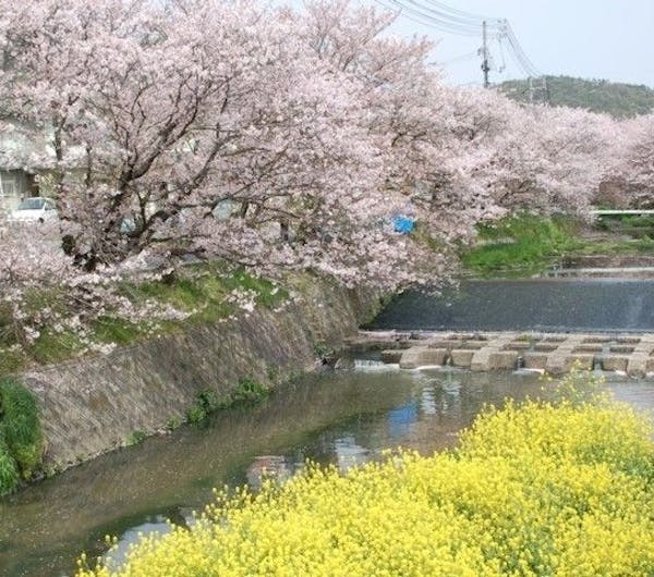 桜土手の桜並木 広島 尾道 人気お花見スポット 一休 Comレストラン 桜土手の桜並木 広島 尾道 人気お花見スポット 一休 Comレストラン