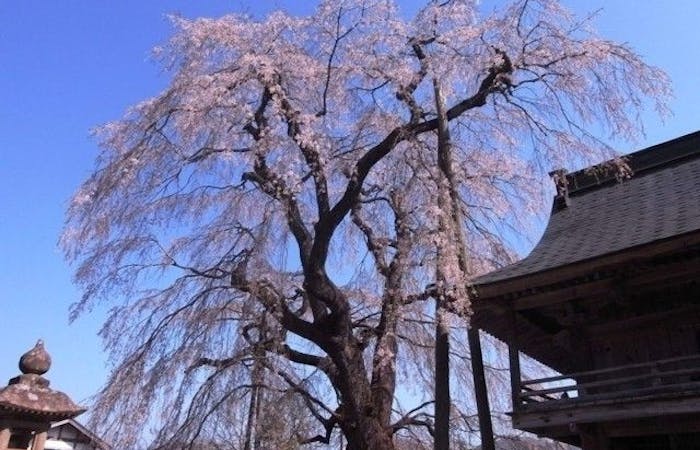 庄原 三次 芸北お花見21 庄原 三次 芸北 情緒あふれる桜景色を満喫 お花見おすすめ人気スポット8選 一休 Comレストラン 庄原 三次 芸北お花見21 庄原 三次 芸北 情緒あふれる桜景色を満喫 お花見おすすめ人気スポット8選 一休 Comレストラン