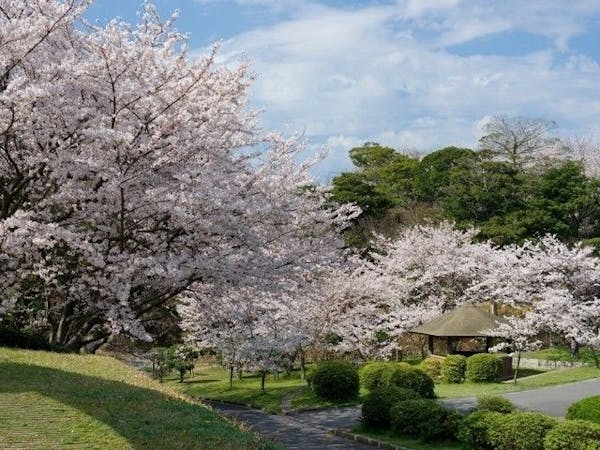 静岡市お花見22 静岡市 情緒あふれる桜景色を満喫 お花見おすすめ人気スポット13選 一休 Comレストラン