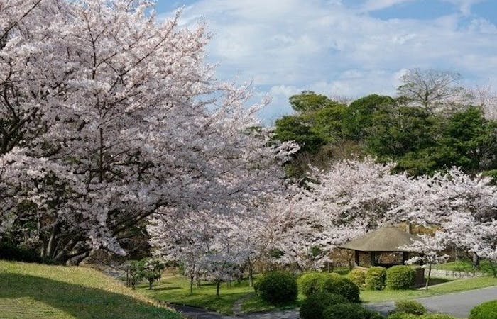 静岡市お花見22 静岡市 情緒あふれる桜景色を満喫 お花見おすすめ人気スポット13選 一休 Comレストラン 静岡市お花見22 静岡市 情緒あふれる桜景色を満喫 お花見おすすめ人気スポット13選 一休 Comレストラン