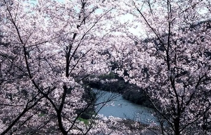 小倉お花見21 小倉 情緒あふれる桜景色を満喫 お花見おすすめ人気スポット12選 一休 Comレストラン 小倉お花見21 小倉 情緒あふれる桜景色を満喫 お花見おすすめ人気スポット12選 一休 Comレストラン