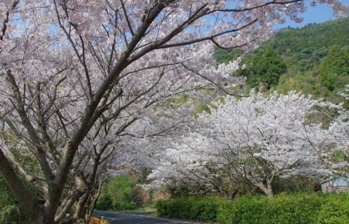 周防大島 屋代島 お花見22 周防大島 屋代島 情緒あふれる桜景色を満喫 お花見おすすめ人気スポット7選 一休 Comレストラン 周防大島 屋代島 お花見22 周防大島 屋代島 情緒あふれる桜景色を満喫 お花見おすすめ人気スポット7選 一休 Comレストラン