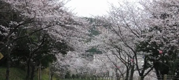 白浜お花見22 白浜 情緒あふれる桜景色を満喫 お花見おすすめ人気スポット4選 一休 Comレストラン 白浜お花見22 白浜 情緒あふれる桜景色を満喫 お花見おすすめ人気スポット4選 一休 Comレストラン