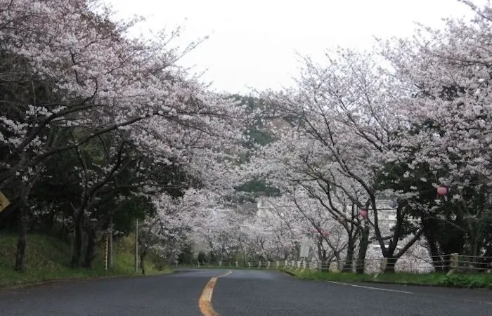 阿南お花見22 阿南 情緒あふれる桜景色を満喫 お花見おすすめ人気スポット5選 一休 Comレストラン 阿南お花見22 阿南 情緒あふれる桜景色を満喫 お花見おすすめ人気スポット5選 一休 Comレストラン