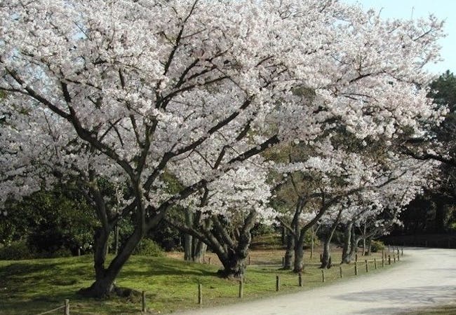 21年 香川お花見で行きたい桜名所 香川お花見におすすめ人気スポット12選 一休 Comレストラン 21年 香川お花見で行きたい桜名所 香川お花見におすすめ人気スポット12選 一休 Comレストラン