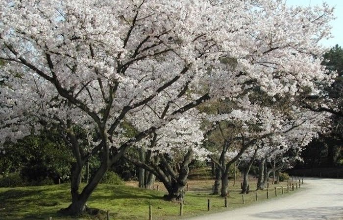 倉敷お花見22 倉敷 情緒あふれる桜景色を満喫 お花見おすすめ人気スポット13選 一休 Comレストラン 倉敷お花見22 倉敷 情緒あふれる桜景色を満喫 お花見おすすめ人気スポット13選 一休 Comレストラン