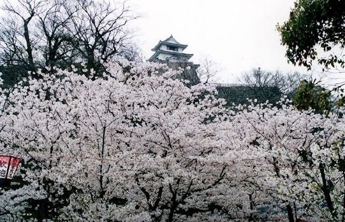 丸亀 坂出 宇多津お花見21 丸亀 坂出 宇多津 情緒あふれる桜景色を満喫 お花見おすすめ人気スポット21選 一休 Comレストラン 丸亀 坂出 宇多津お花見21 丸亀 坂出 宇多津 情緒あふれる桜景色を満喫 お花見おすすめ人気スポット21選 一休 Comレストラン