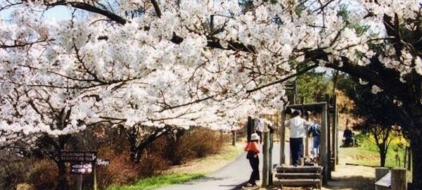 玉野 牛窓お花見21 玉野 牛窓 情緒あふれる桜景色を満喫 お花見おすすめ人気スポット17選 一休 Comレストラン 玉野 牛窓お花見21 玉野 牛窓 情緒あふれる桜景色を満喫 お花見おすすめ人気スポット17選 一休 Comレストラン