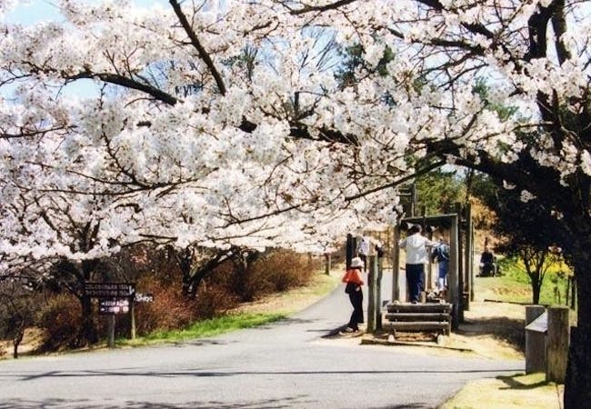 21年 香川お花見で行きたい桜名所 香川お花見におすすめ人気スポット12選 一休 Comレストラン 21年 香川お花見で行きたい桜名所 香川お花見におすすめ人気スポット12選 一休 Comレストラン