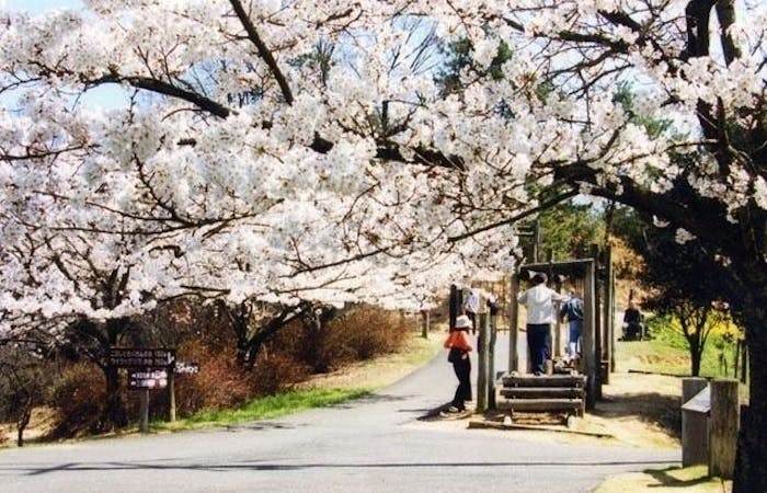 さぬき市お花見21 さぬき市 情緒あふれる桜景色を満喫 お花見おすすめ人気スポット12選 一休 Comレストラン さぬき市お花見21 さぬき市 情緒あふれる桜景色を満喫 お花見おすすめ人気スポット12選 一休 Comレストラン