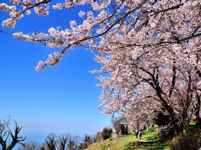 四国中央市お花見22 四国中央市 情緒あふれる桜景色を満喫 お花見おすすめ人気スポット16選 一休 Comレストラン