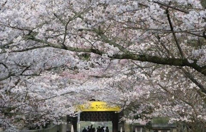 倉敷お花見21 倉敷 情緒あふれる桜景色を満喫 お花見おすすめ人気スポット13選 一休 Comレストラン 倉敷お花見21 倉敷 情緒あふれる桜景色を満喫 お花見おすすめ人気スポット13選 一休 Comレストラン