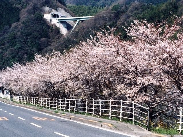 四国中央市お花見22 四国中央市 情緒あふれる桜景色を満喫 お花見おすすめ人気スポット16選 一休 Comレストラン