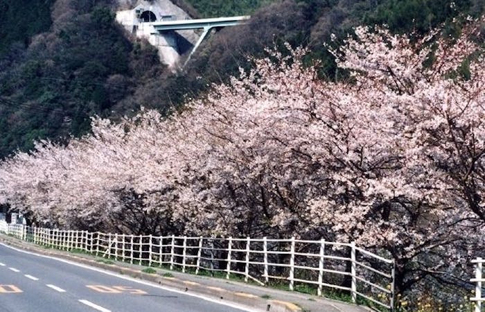 四国中央市お花見22 四国中央市 情緒あふれる桜景色を満喫 お花見おすすめ人気スポット16選 一休 Comレストラン 四国中央市お花見22 四国中央市 情緒あふれる桜景色を満喫 お花見おすすめ人気スポット16選 一休 Comレストラン