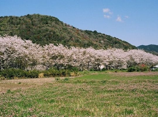 ひょうたん桜公園 高知 仁淀川町 いの町 人気お花見スポット 一休 Comレストラン ひょうたん桜公園 高知 仁淀川町 いの町 人気お花見スポット 一休 Comレストラン