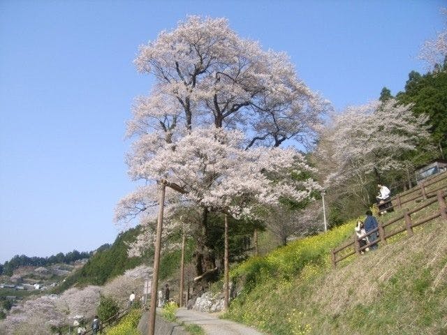 仁淀川町 いの町お花見21 仁淀川町 いの町 情緒あふれる桜景色を満喫 お花見おすすめ人気スポット8選 一休 Comレストラン